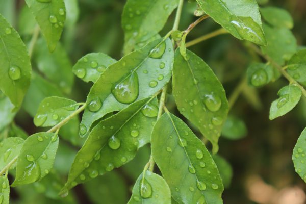 21 maart: De groenste curry